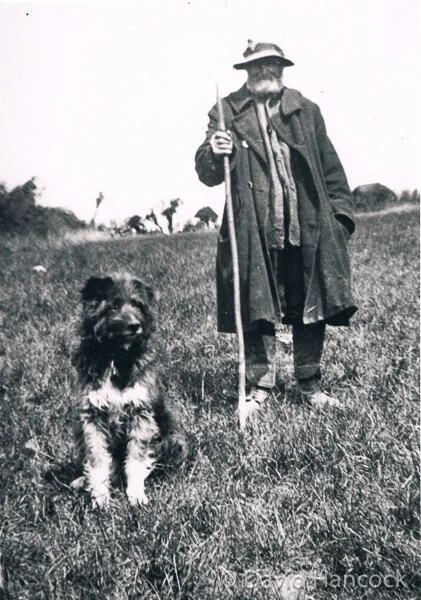 Drovers online cur dog